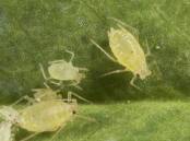 Sucking insects, such as green peach aphid, can cause problems for farmers. Photo from Cesar.