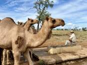 Camels have easily blended into the landscape on the Hart's Blackall property. Picture: Alina Hart
