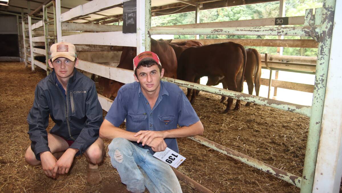 Brothers Lucas and Brady Frazer with a pen of seven Droughtmaster heifers they purchased from the monthly Malanda Store Sale at the weekend.