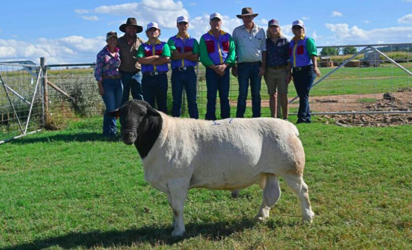 Buyers Shirralee, Bill, Trish and Phil Palmer Semi-Arid Ag, Ivanhoe, Amarula Dorpers' Flynn, Sam, Justin and Lorroi Kirkby with the top selling $40,000 Dorper ram.