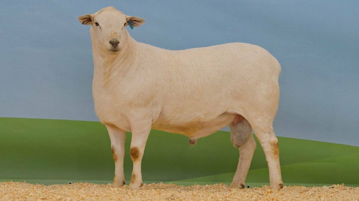 The record-breaking $240,000 Australian White ram Tattykeel 'Platinum' ET210184, which helped propel his stud to top place in the terminal and maternal breeds ranking.