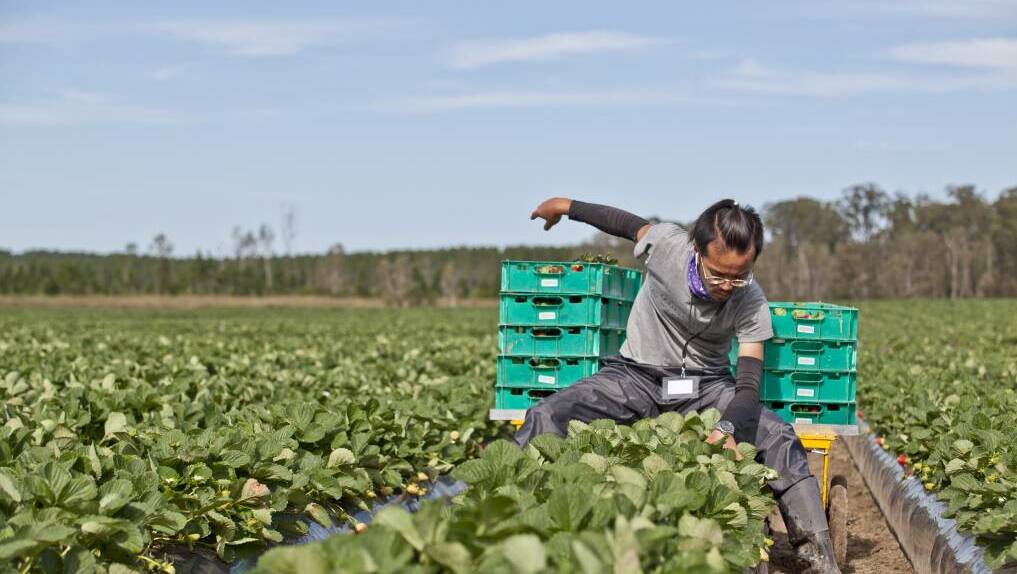 Farm workers from culturally and linguistically diverse backgrounds rose in 2021, according to the national census data. Picture by Fran Flynn for QSGA.