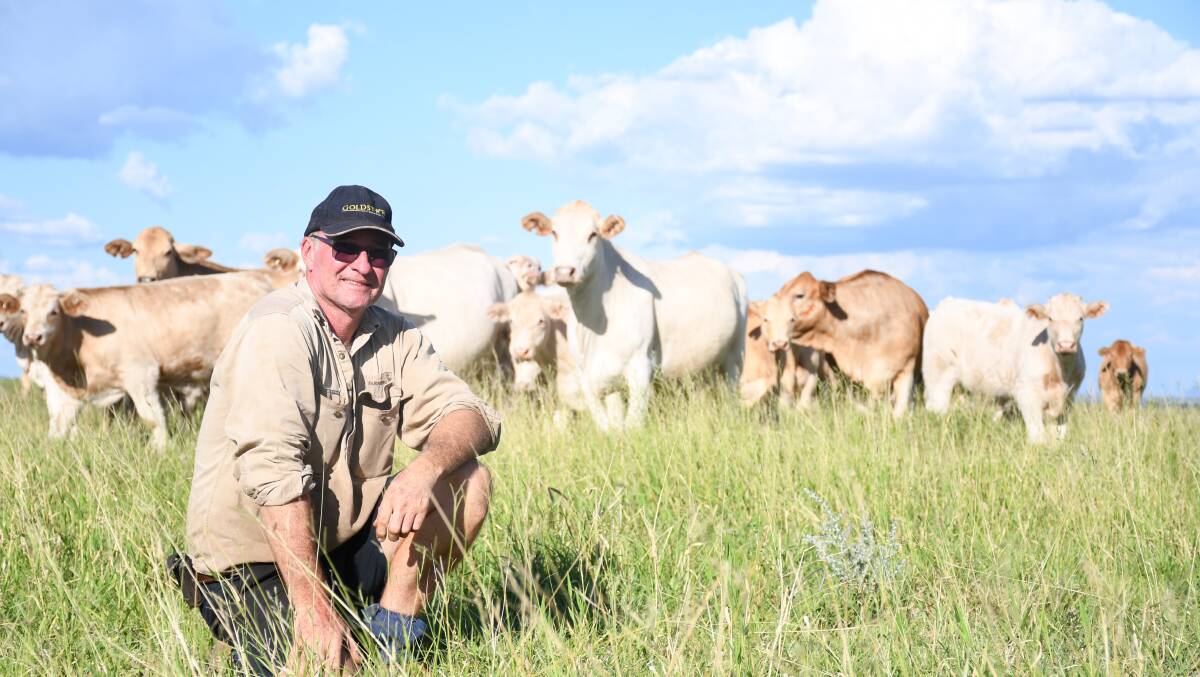 Clermont producer Errol Brown is enjoying the good season with his Charbray weaners. Pictures: Clare Adcock