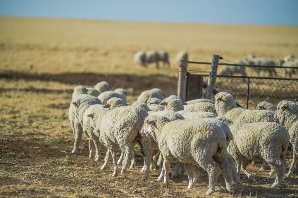The Queensland sheep industry is on high alert as wet conditions spark flystrike threat. 