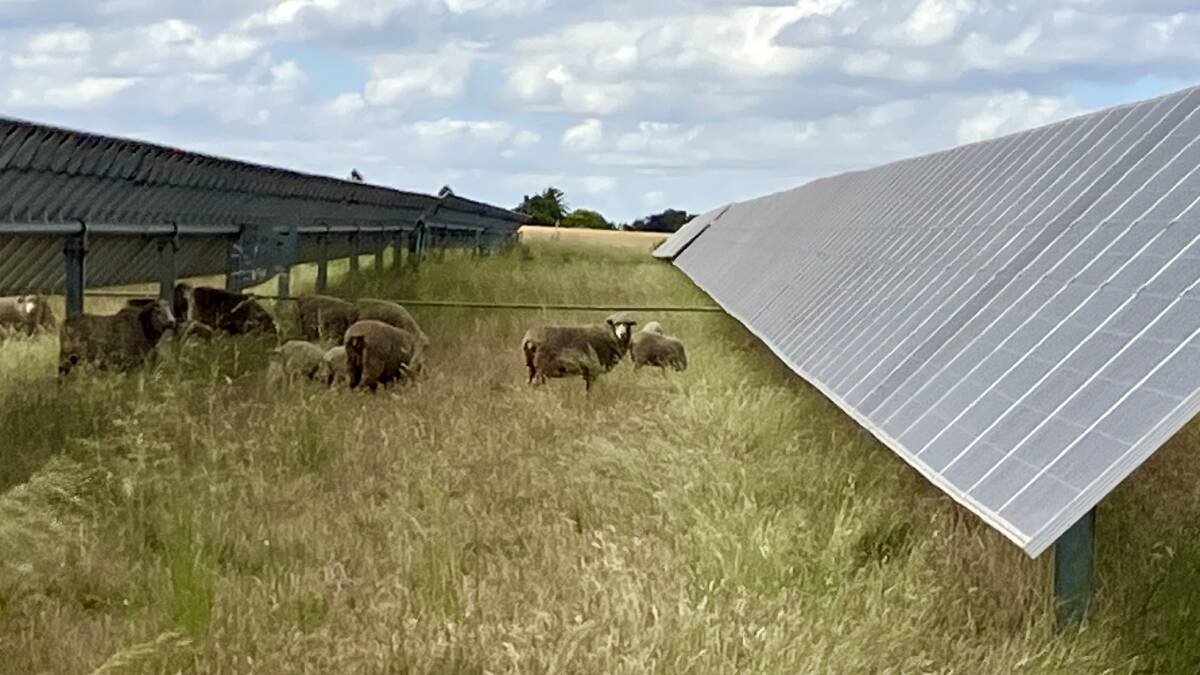 Agrivoltaics - also known as agrisolar - refers to co-locating agricultural production systems, like sheep grazing and cropping with solar development. Picture supplied.