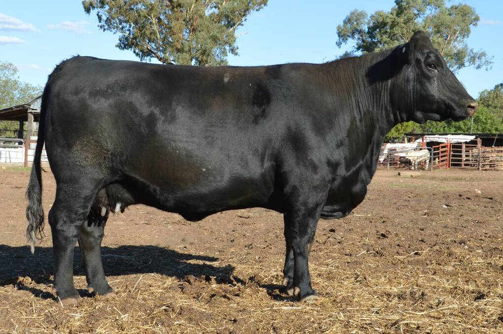 DSK Lady Heather K40 a fully imported embryo of their original Canadian donor purchase and all Canadian sire DBRL Titan 03M. Picture supplied 
