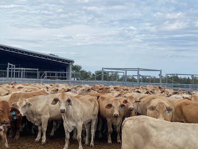 Huntington Charbray heifers. Picture supplied