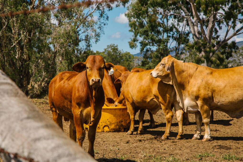 
Despite its reputation as the Beef Capital, the Rockhampton Regions economy is diversifying into new agricultural sectors, with an increasing focus on fresh produce and aquaculture. Picture supplied 