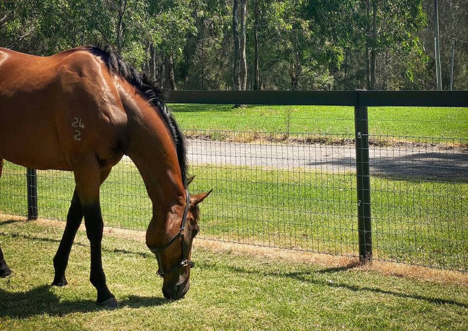 The Waratah Flex Rail system is designed to make fencing for horses safer, easier and more cost-effective over the life of your fence. Picture supplied