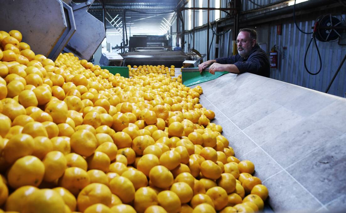 150 bins of fruit a day will be sent to the markets from the North Burnett farm. Picture: Brad Marsellos