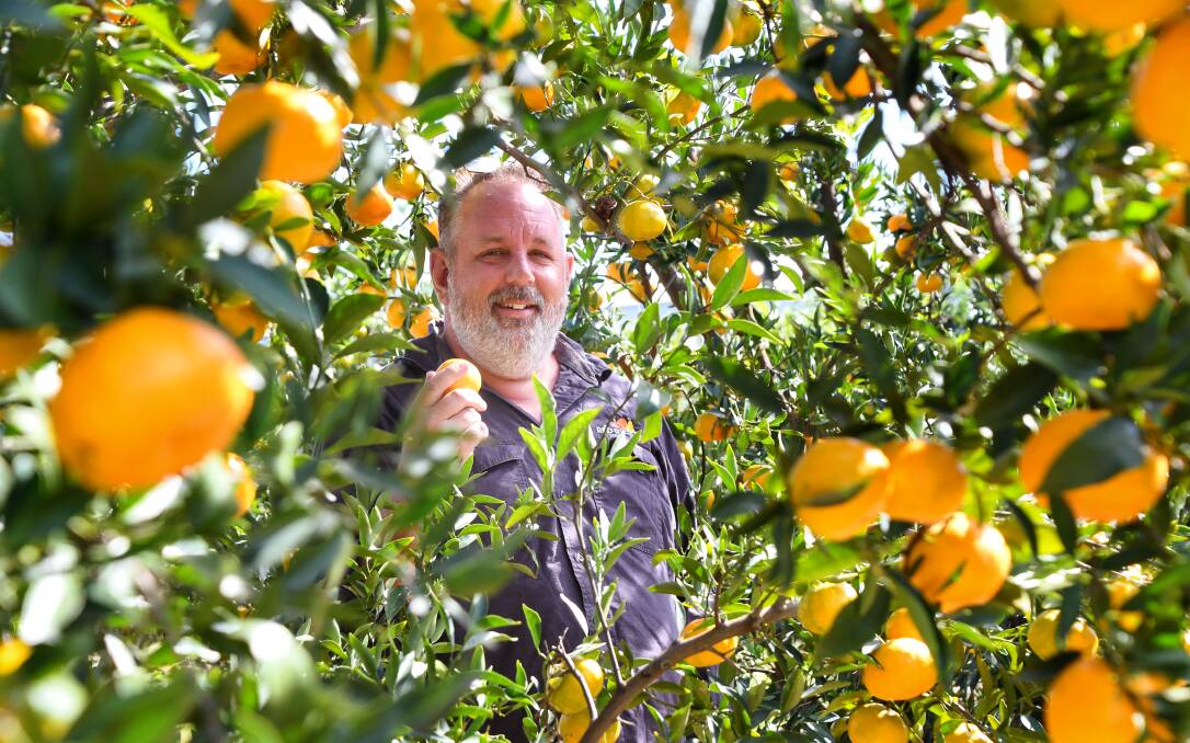 Red Rich Fruits farming operations manager Tim Teague believes the North Burnett could have a great citrus season. Picture: Brad Marsellos