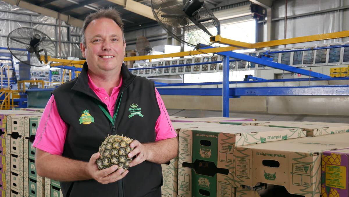 Tropical Pines general manager Anthony Dobson. Tropical Pines packing shed in Yeppoon packages the largest volume of fresh pineapples in Australia. It packages and sends fruit from 15 growers between central and south-east Queensland. Picture by Ellouise Bailey 