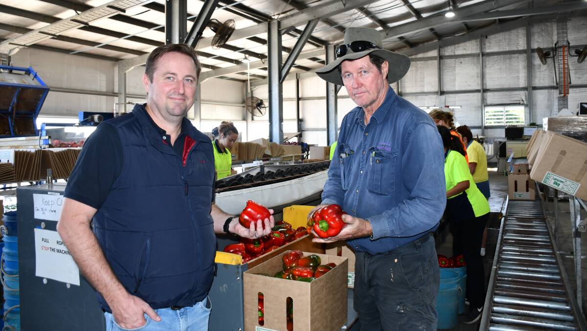 Bowen Gumlu Growers Association CEO Ry Collins with president Carl Walker who grows capsicum and tomatoes at his Bowen operation called Phantom Produce. Picture by Ellouise Bailey 