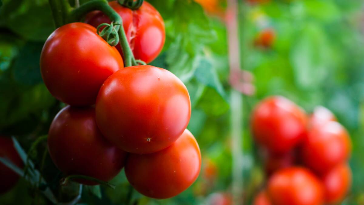 Bowen tomato growers have seen prices for tomatoes plummet.