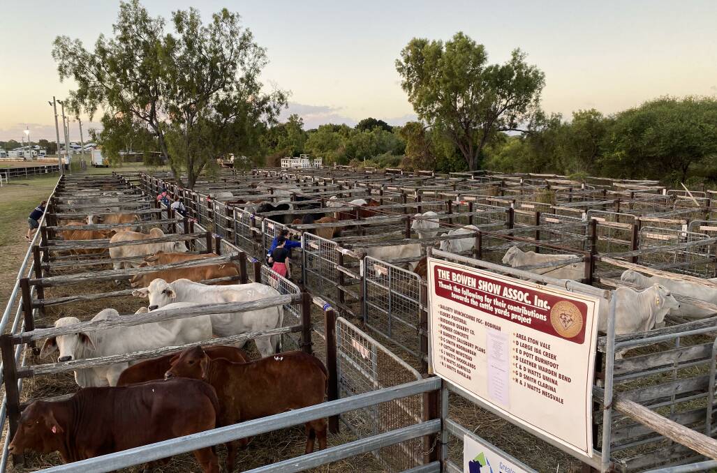 Cattle in the yards for the 2021 Bowen Show cattle judging. Picture supplied by Lee Watts