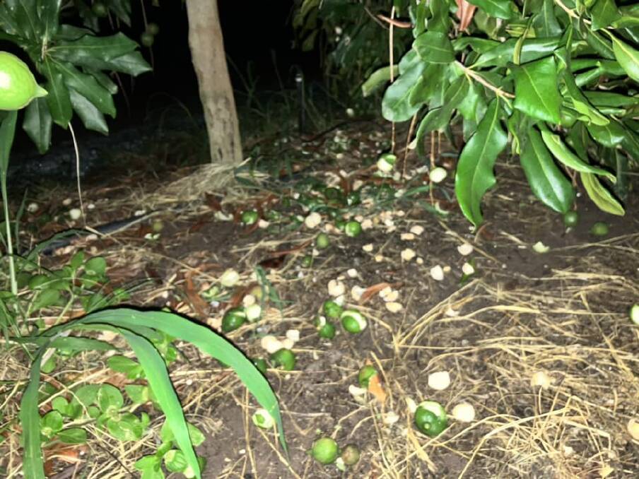 Macadamia nuts eaten by wild pigs before Bundaberg Feral Pest Control's Darren Pratt removed the pests and save the agribusiness thousands of dollars in damaged produce. Picture: Supplied.