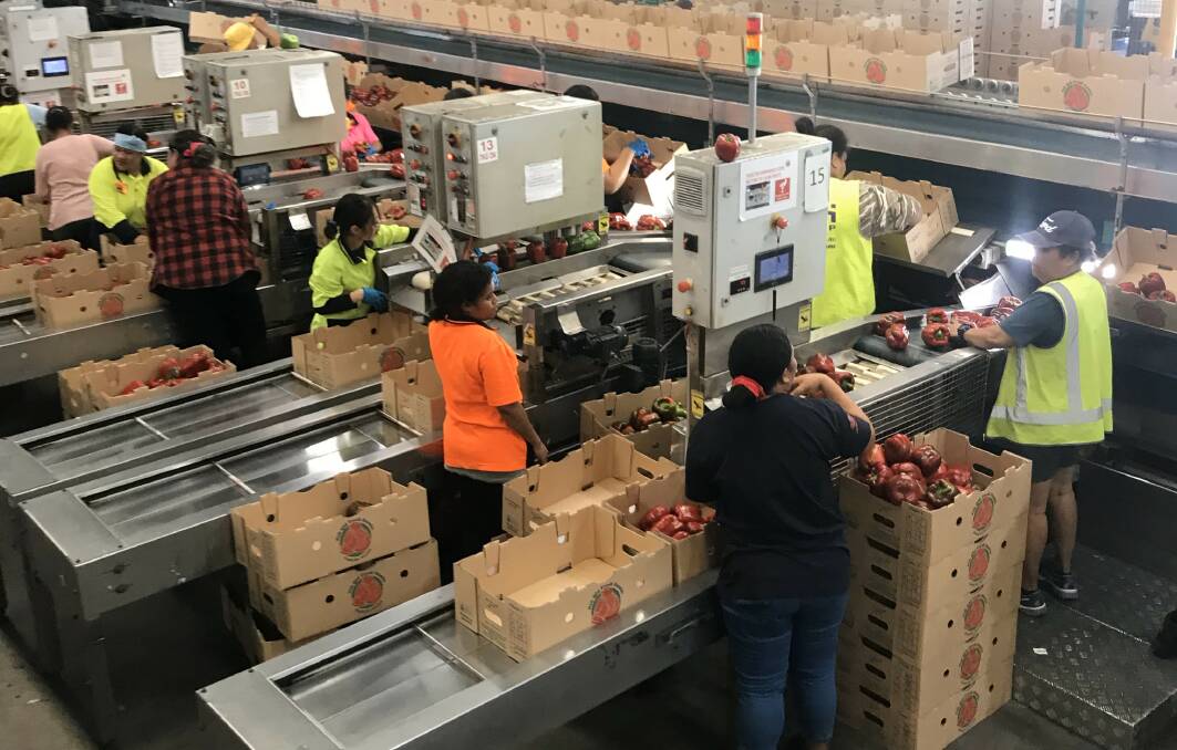 North Queensland Fresh is creating up to 23 jobs through equipment upgrades thanks to a Round Five RED Grant.Picture Supplied.