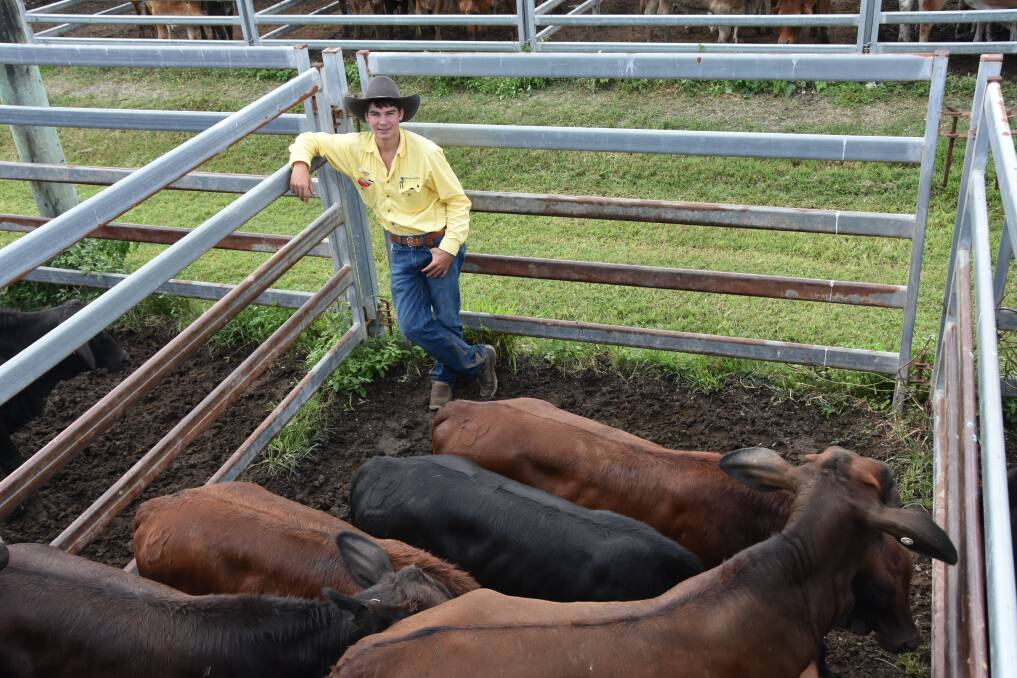 Ray White Rural livestock agent Lachlan McArthur, Mystery Park, walked away with over 80 head at Sarina's May 17 prime and store sale. Picture: Steph Allen