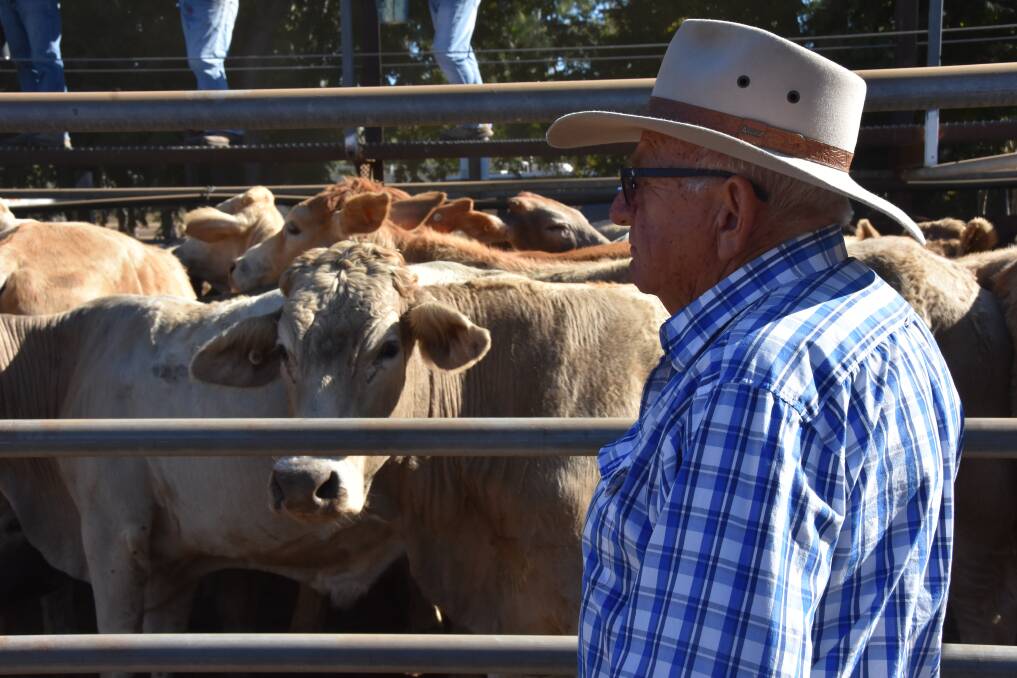 There was some strong competition driving up heifer and feeder prices on June 21. Picture by Steph Allen.
