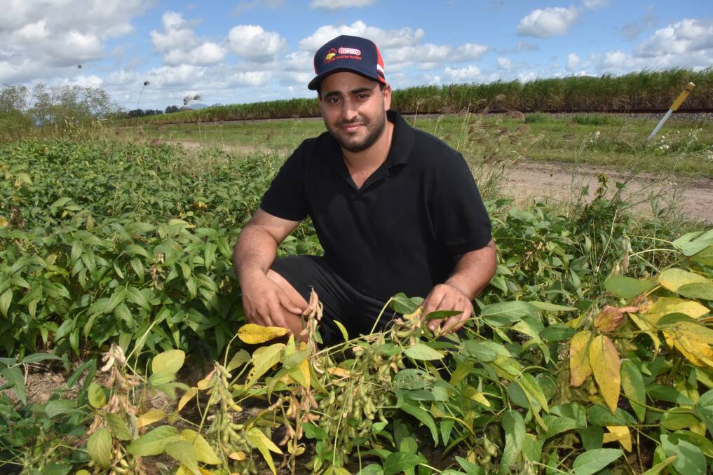Mackay region grower Phil Galea says Kuranda is the clear winner when it comes to soybean varieties. Picture: Steph Allen