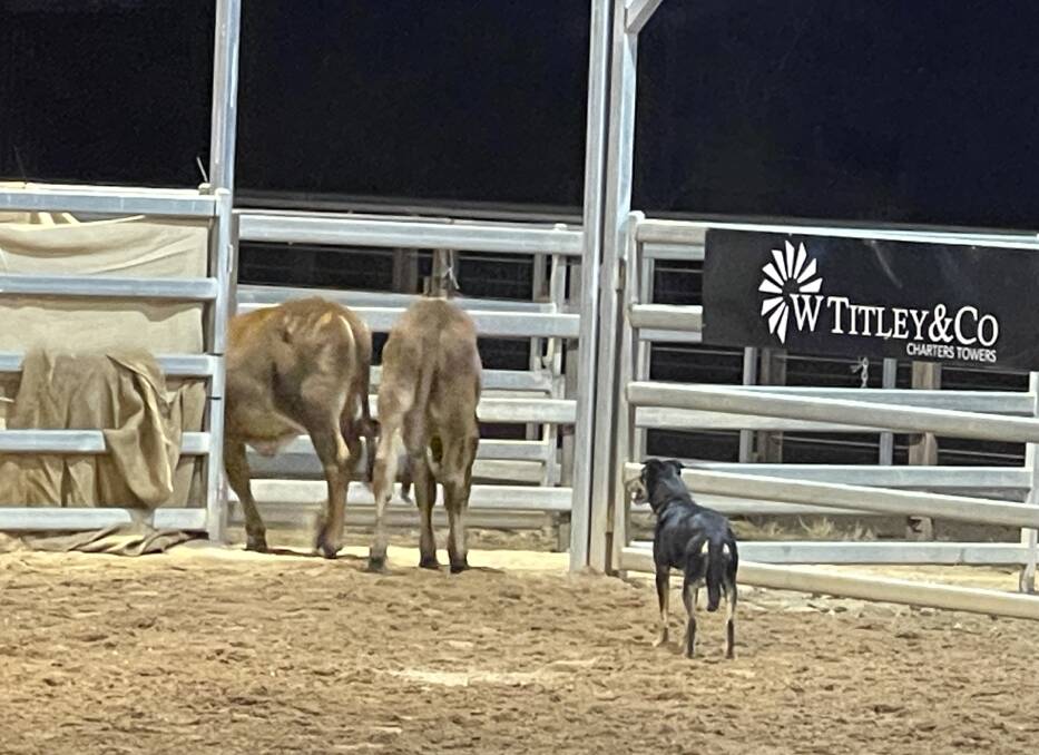 One of the finalists rounding up three steers at the Queensland Working Cattle Dog Trial Championships. Picture: Steph Allen