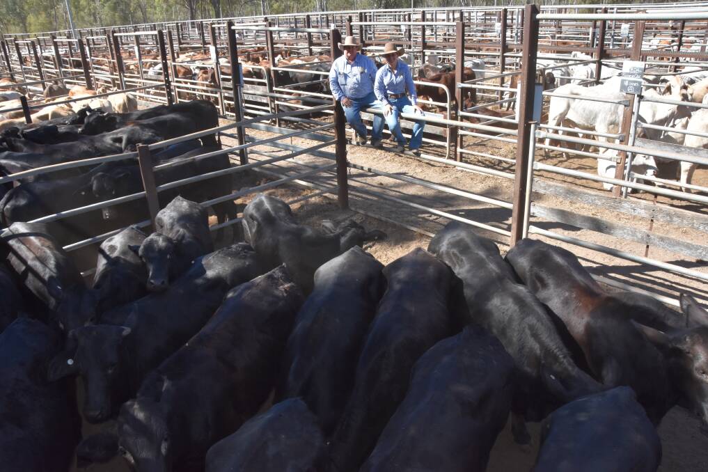 Imogen Dawson and Joel Dawson from Brian Dawson Auctions sold this pen of steers for 306c/kg for Suttor Creek Pastoral, Glenden. Picture by Steph Allen.