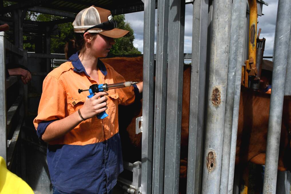 An agriculture high school student learning to vaccinate cattle. Picture: Kelly Mason