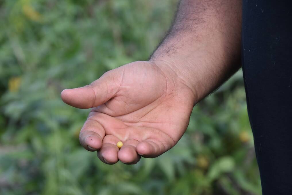 Phil Galea says Kuranda is the clear winner when it comes to soybean varieties. Picture: Steph Allen