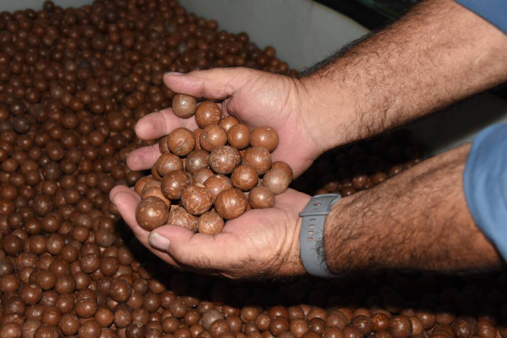 Joe Muscat expects to harvest around three tonnes of macadamia nuts in his first harvest. Picture: Steph Allen