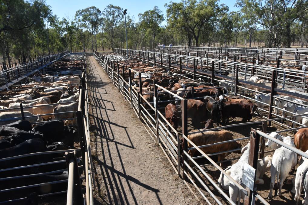 Over 1500 head of cattle were yarded at the Nebo prime and store sale on June 21. Picture by Steph Allen.