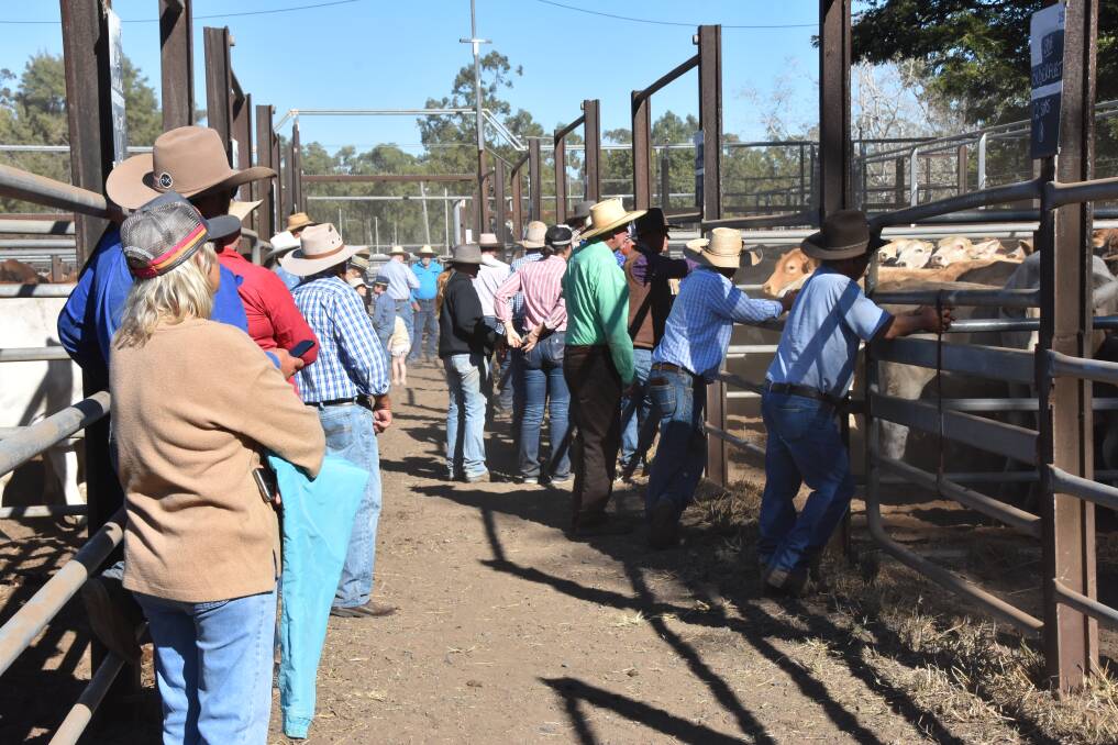 There was some strong competition driving up heifer and feeder prices on June 21. Picture by Steph Allen.