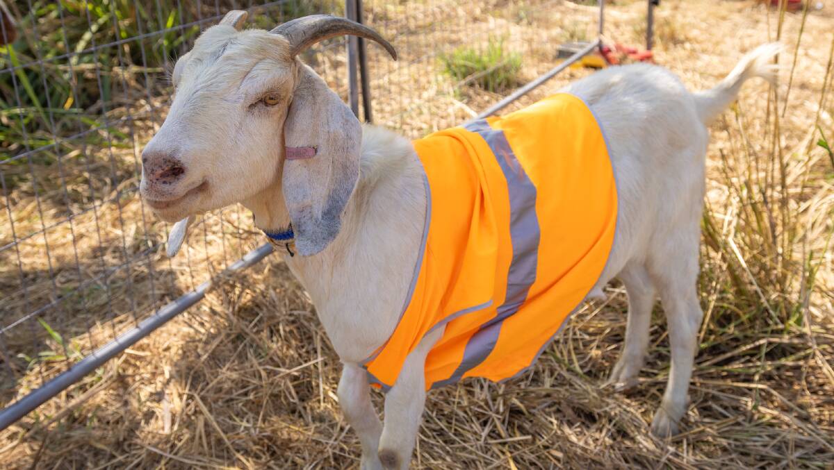 Queensland Rail has brought on a herd of 15 goats to help manage overgrown vegetation at its Tully station.