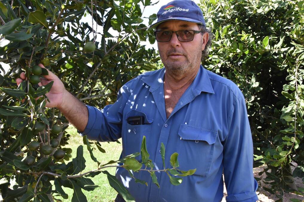 Joe Muscat manages a 445 hectare, family-run farm in Oakenden and is currently harvesting his first crop of macadamias. Picture: Steph Allen