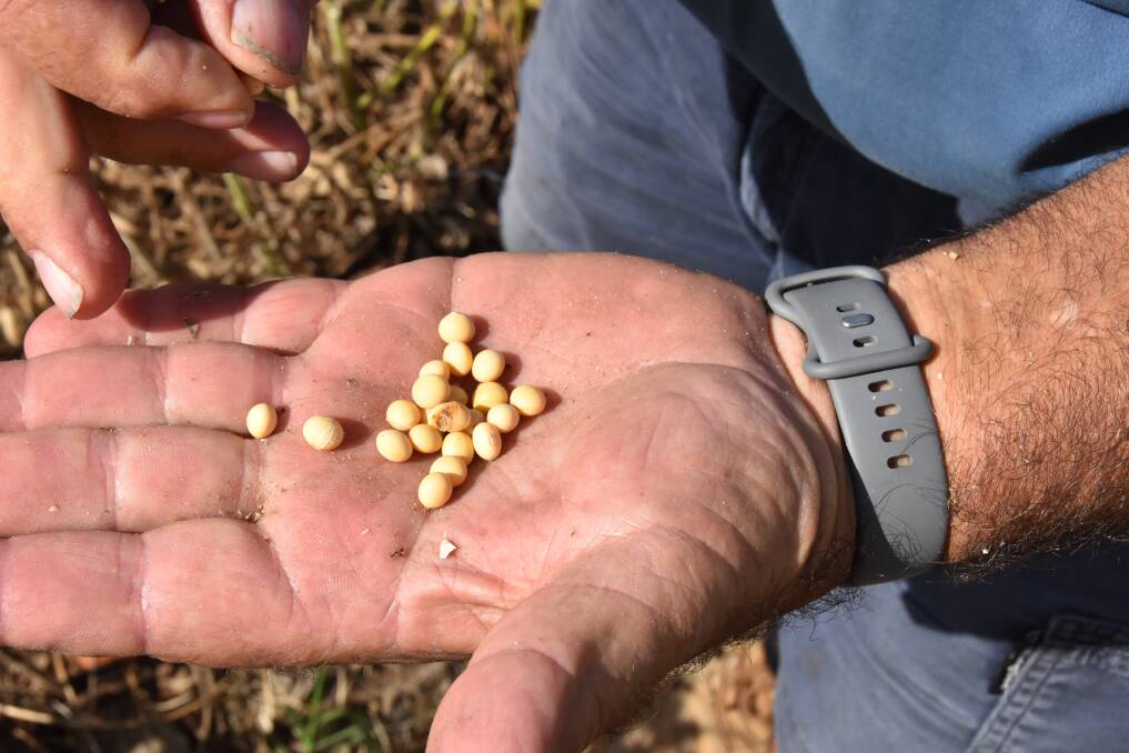 The main variety of soy bean that Joe Muscat grows on his farm is Kuranda. Picture: Steph Allen