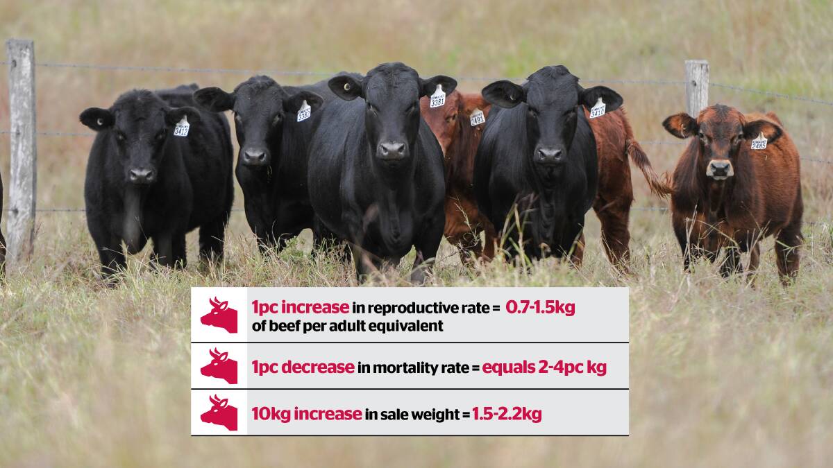 Data from consultants Bush Agribusiness shows small differences in key productivity drivers makes a big difference in the profitability of a beef operation.

