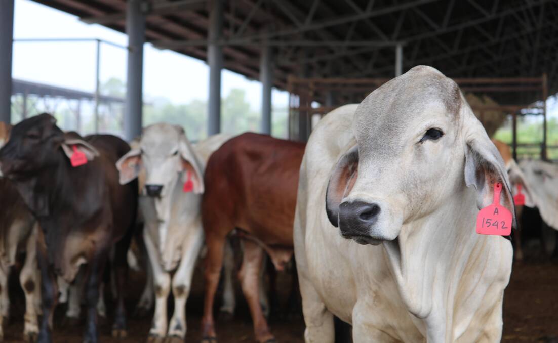 The strictest approach is still being taken in terms of sending cattle to Indonesia that are completely free of skin blemishes.