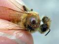A varroa mite is firmly attached to a bee. Picture from Department of Agriculture, Fisheries and Forestry..