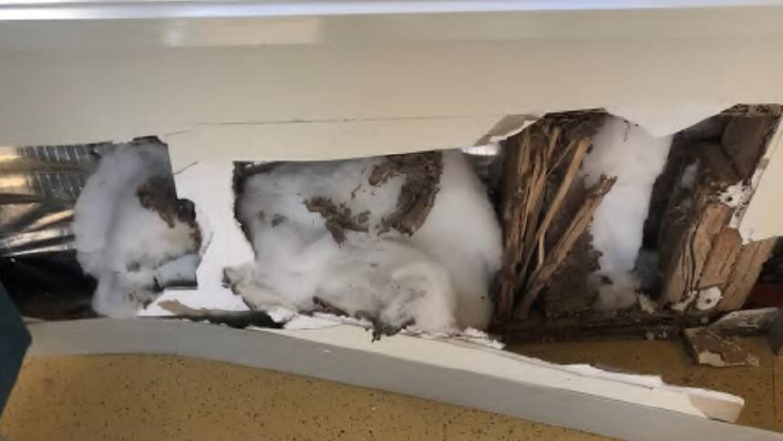 DAMAGE: White ants have already caused damage at the Rutherglen Research Institute. Picture: Victorian government. 