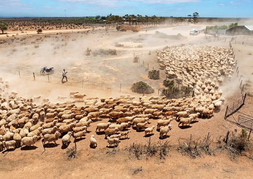 Big SA sheep station going to auction near Burra