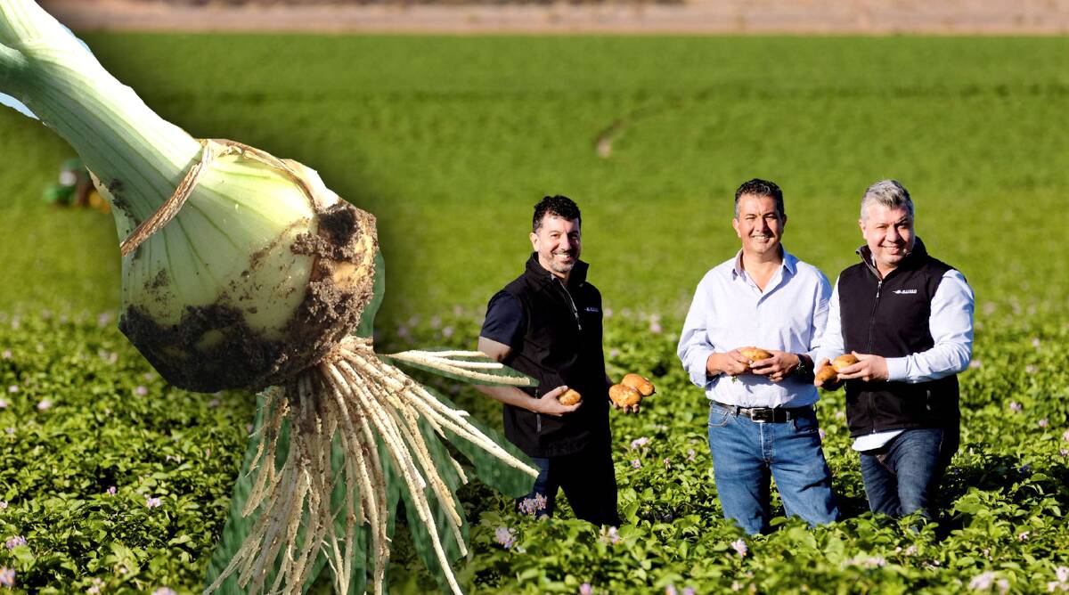 Darren, John and Frank Mitolo from Mitolo Family Farms are now big national players in the onion business, as well as their own massive potato farms.