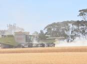 World wheat prices will need a production shortfall if they are to make serious gains. Photo by Gregor Heard.