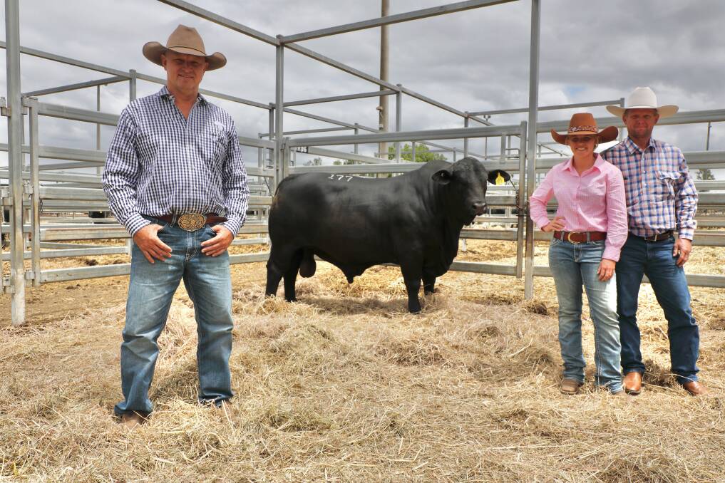 Last year's $110,000 Rockhampton Brangus Sale record setting bull Lunar Rhodes with breeder, Brad Comiskey, Lunar stud, Emerald and joint purchasers, Annalee Godwin, Black Label stud, Springsure and her father Sid Godwin, Tanderra, Springsure. Picture by Kent Ward