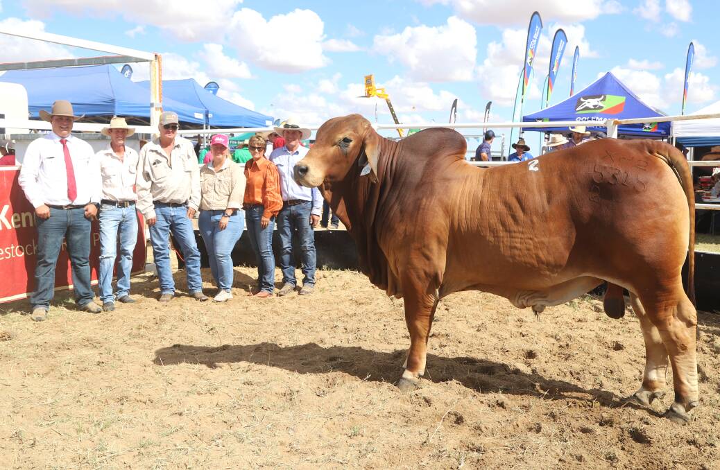 Cody Rogers, Kennedy Rural, Ashley Naclerio, Stockplace Marketing, 2023 top priced bull Koon Kool 5315, buyers Steven and Rebecca Neal, and vendors Tanya and Barry Christensen, Koon Kool Brahmans. Picture by Sally Gall 