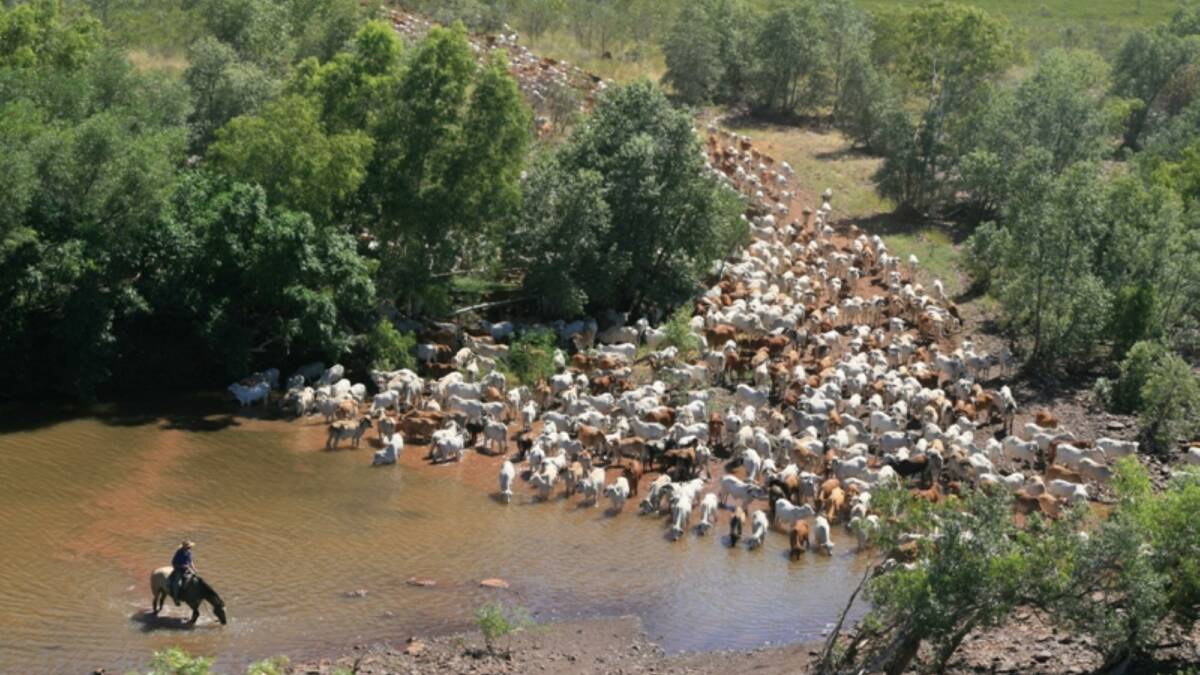 MIA: Lack of progress into the case of 800 missing cattle at Katherine have prompted calls for a stock squad. Photo: file.
