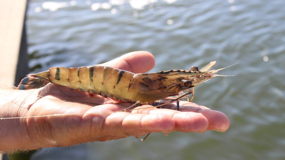 Black Tiger prawns such as these will come under the scrutiny of the biosecurity audit. Photo - ARC Research Hub for Advanced Prawn Breeding.
