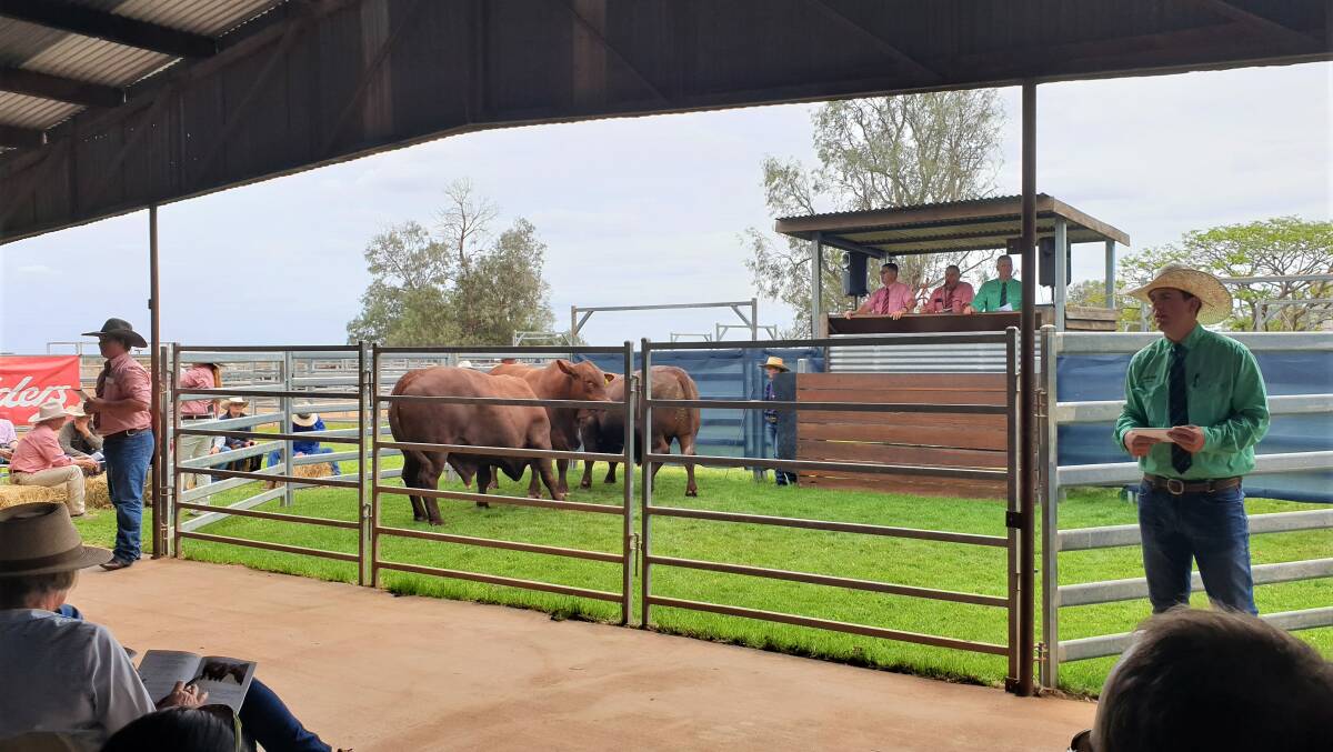 The on-property Canowindra sale arena was fully grassed this year.