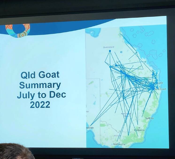 Where goats in Queensland moved to in a six month period.