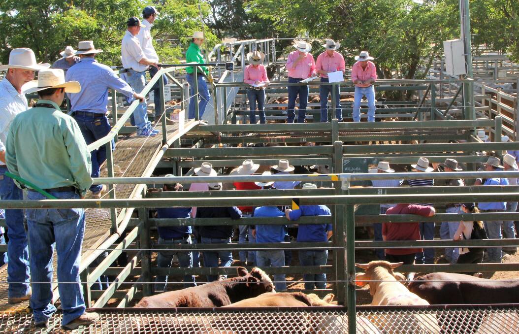 Elders agents were busy on the catwalk and in the laneways at Blackall's weaner sale.