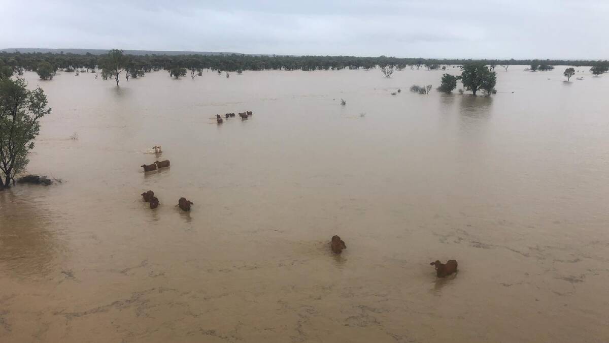 Flooded cattle at Dunluce, west of Hughenden. Picture - Kylie Stewart-Moore.