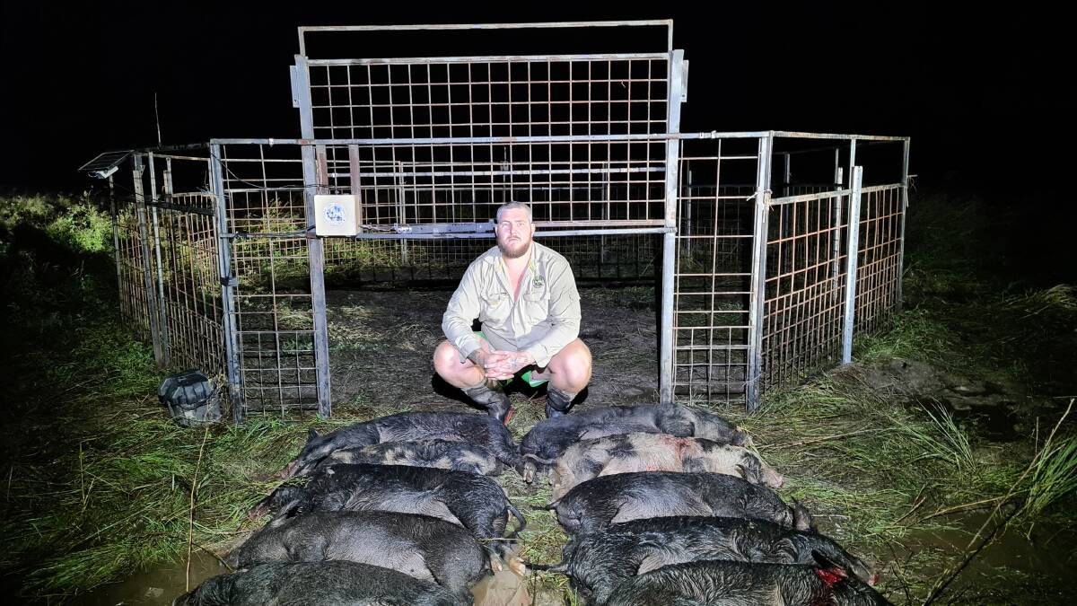 Feral pig hunter Sam Floss with pigs caught in one of his traps set in a Queensland cane field. Pictures: Supplied